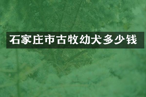石家庄市古牧幼犬多少钱