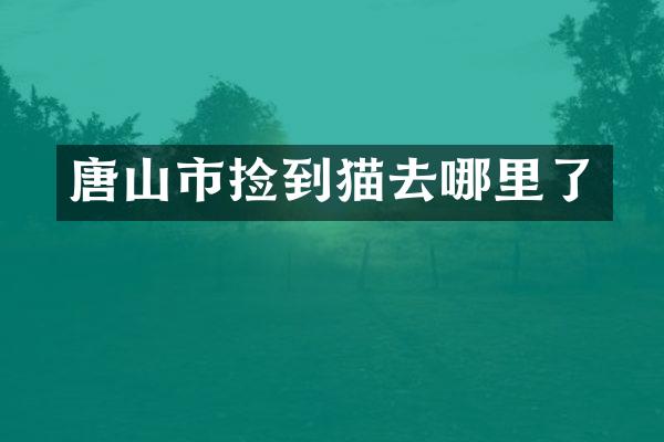 唐山市捡到猫去哪里了