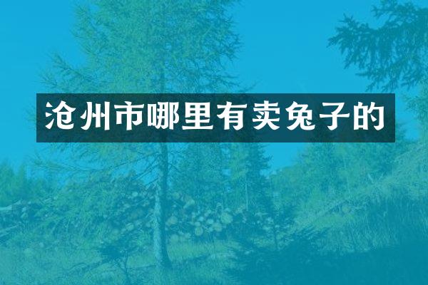 沧州市哪里有卖兔子的