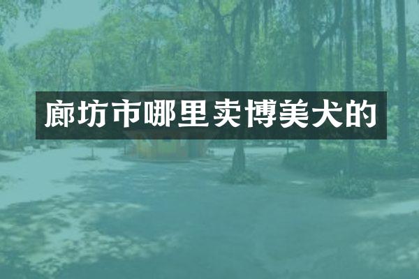 廊坊市哪里卖博美犬的