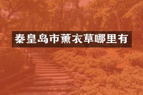 秦皇岛市薰衣草哪里有