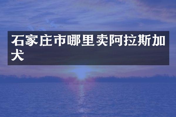 石家庄市哪里卖阿拉斯加犬