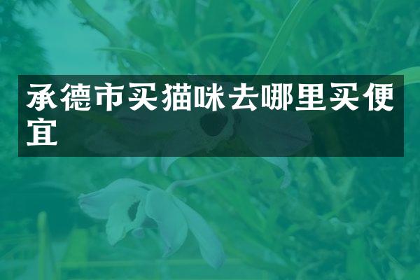 承德市买猫咪去哪里买便宜