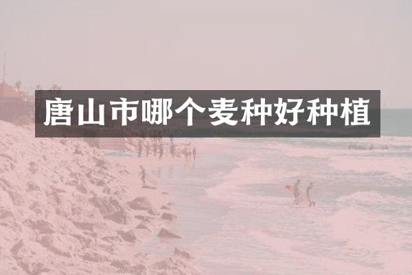 唐山市哪个麦种好种植