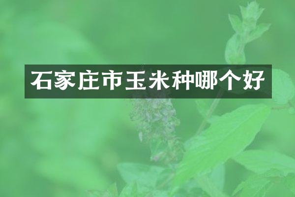 石家庄市玉米种哪个好