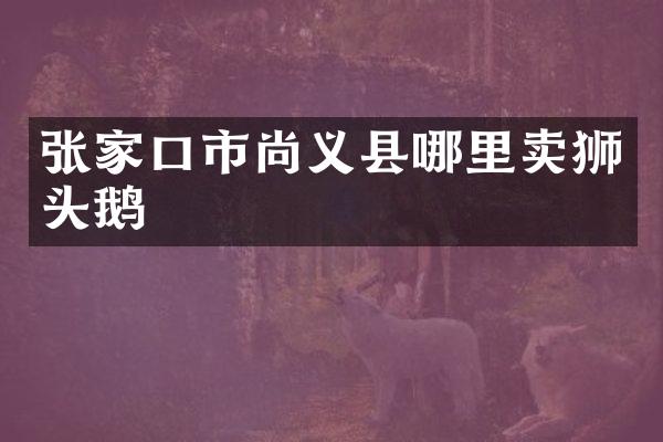 张家口市尚义县哪里卖狮头鹅