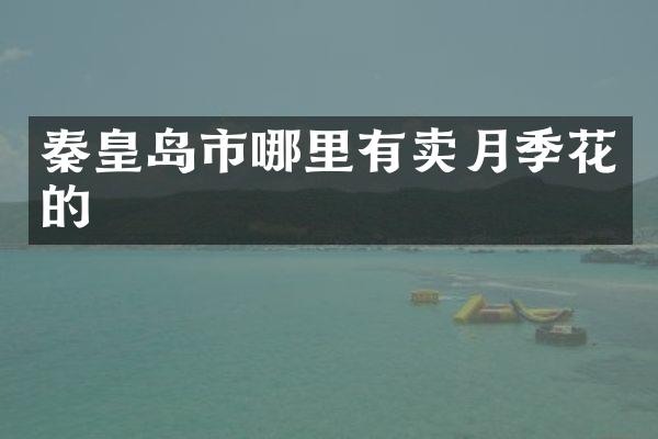 秦皇岛市哪里有卖月季花的