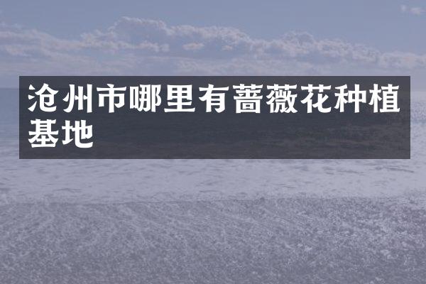 沧州市哪里有蔷薇花种植基地