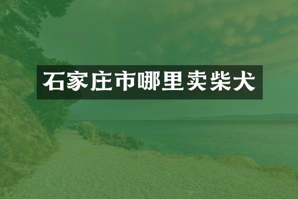 石家庄市哪里卖柴犬