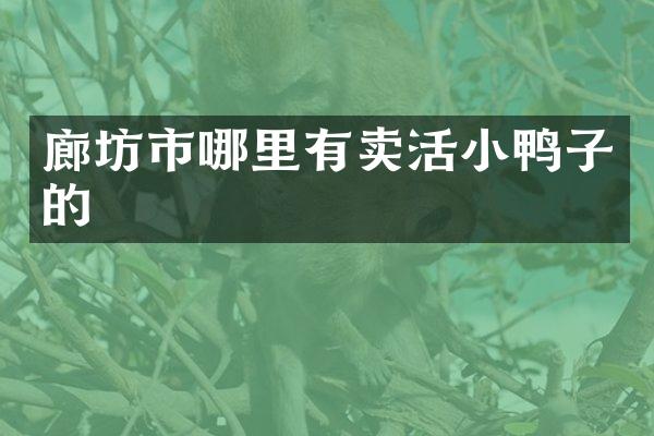廊坊市哪里有卖活小鸭子的