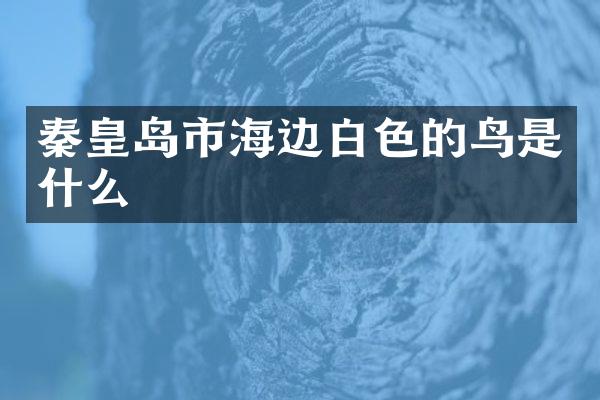 秦皇岛市海边白色的鸟是什么