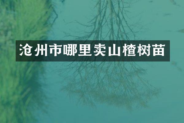 沧州市哪里卖山楂树苗