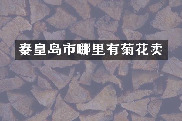 秦皇岛市哪里有菊花卖