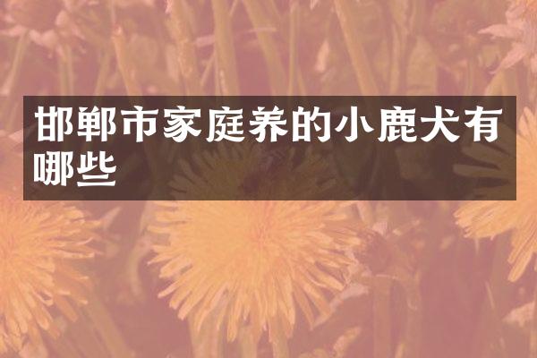 邯郸市家庭养的小鹿犬有哪些