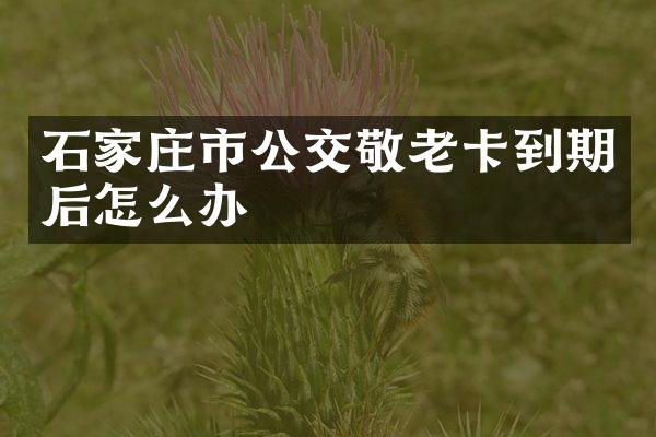 石家庄市公交敬老卡到期后怎么办