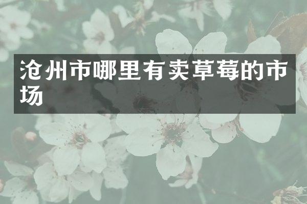 沧州市哪里有卖草莓的市场