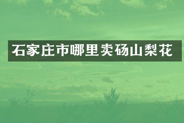 石家庄市哪里卖砀山梨花