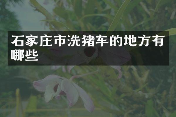 石家庄市洗猪车的地方有哪些