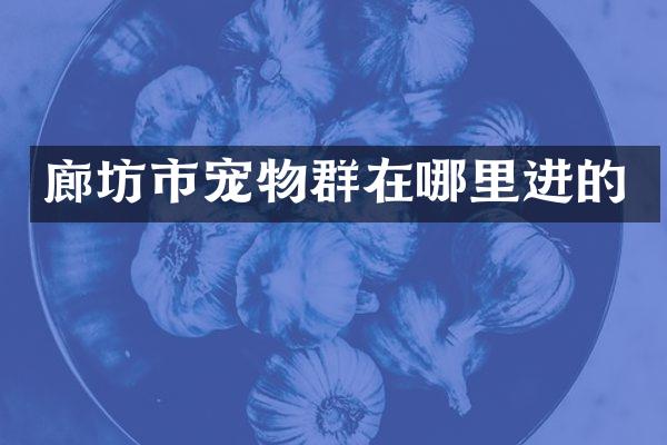 廊坊市宠物群在哪里进的