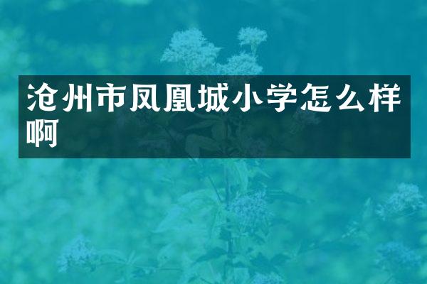 沧州市凤凰城小学怎么样啊