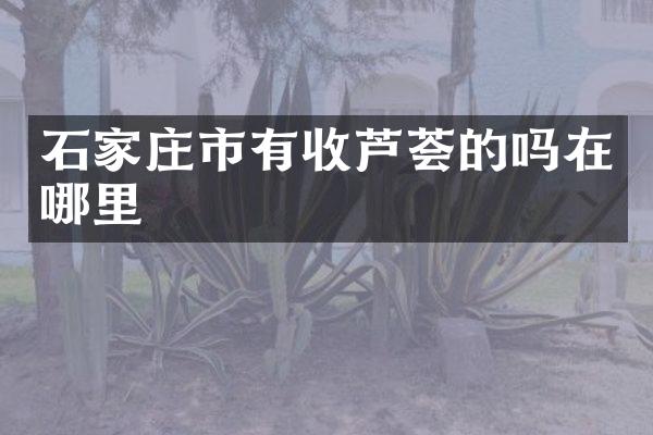 石家庄市有收芦荟的吗在哪里