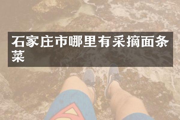 石家庄市哪里有采摘面条菜