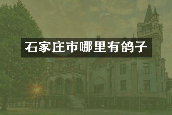 石家庄市哪里有鸽子