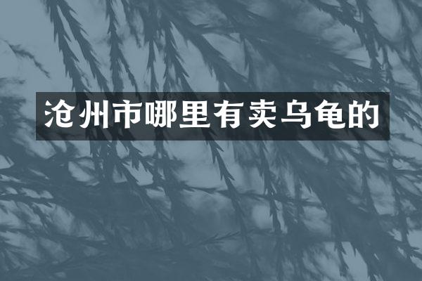 沧州市哪里有卖乌龟的