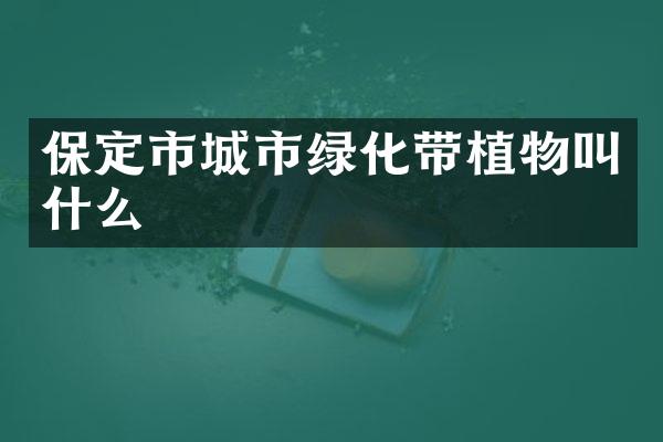 保定市城市绿化带植物叫什么