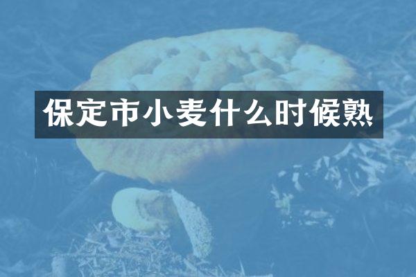 保定市小麦什么时候熟