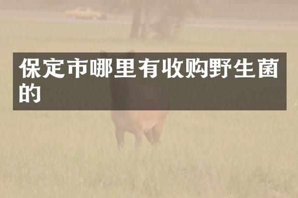 保定市哪里有收购野生菌的