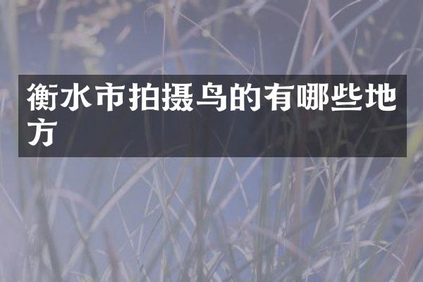 衡水市拍摄鸟的有哪些地方