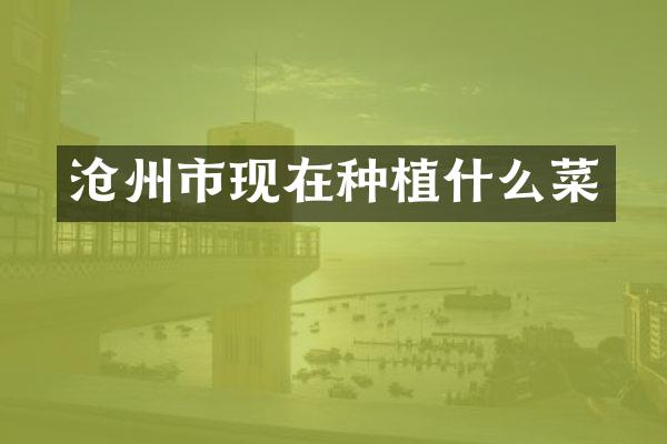 沧州市现在种植什么菜