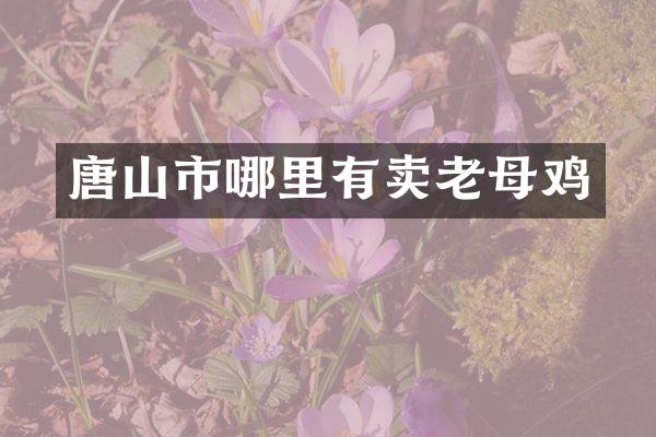 唐山市哪里有卖老母鸡