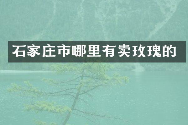 石家庄市哪里有卖玫瑰的