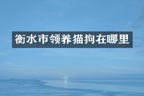 衡水市领养猫狗在哪里