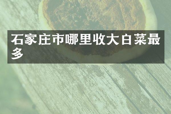 石家庄市哪里收大白菜最多