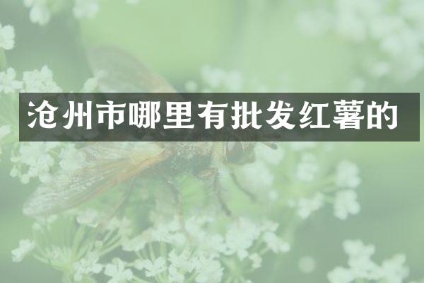沧州市哪里有批发红薯的