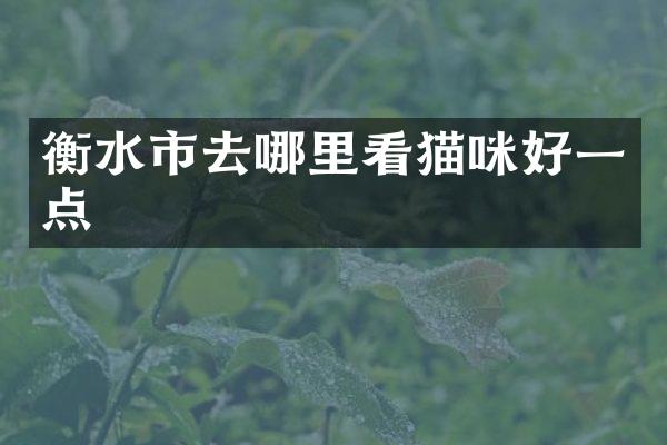 衡水市去哪里看猫咪好一点