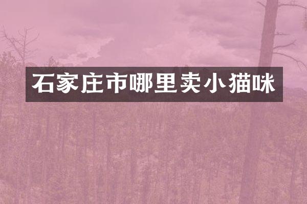 石家庄市哪里卖小猫咪
