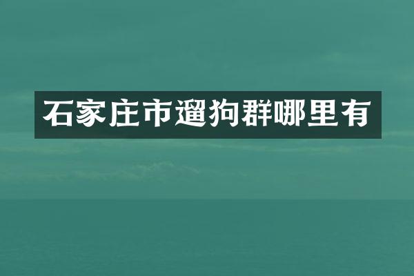 石家庄市遛狗群哪里有