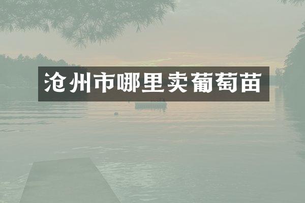 沧州市哪里卖葡萄苗