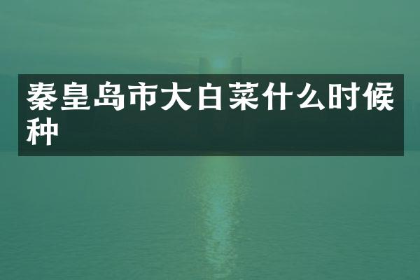 秦皇岛市大白菜什么时候种