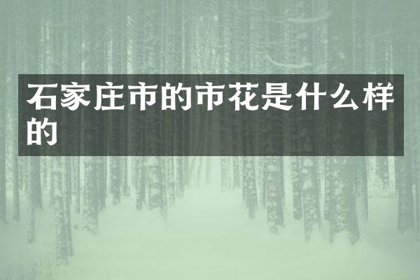 石家庄市的市花是什么样的