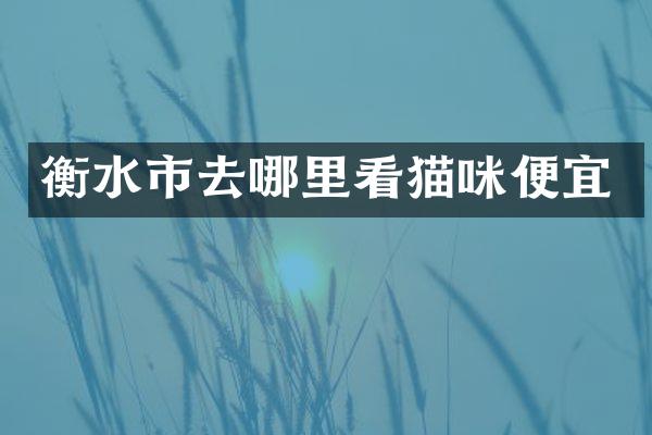 衡水市去哪里看猫咪便宜