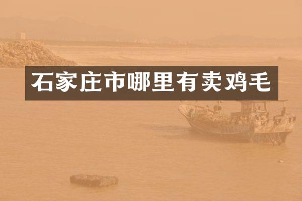 石家庄市哪里有卖鸡毛