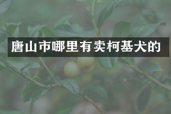 唐山市哪里有卖柯基犬的