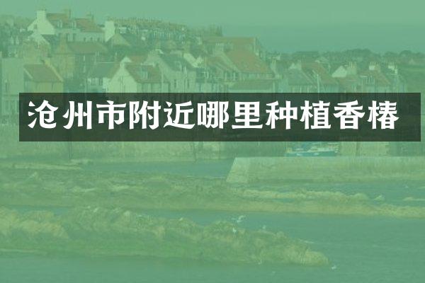 沧州市附近哪里种植香椿