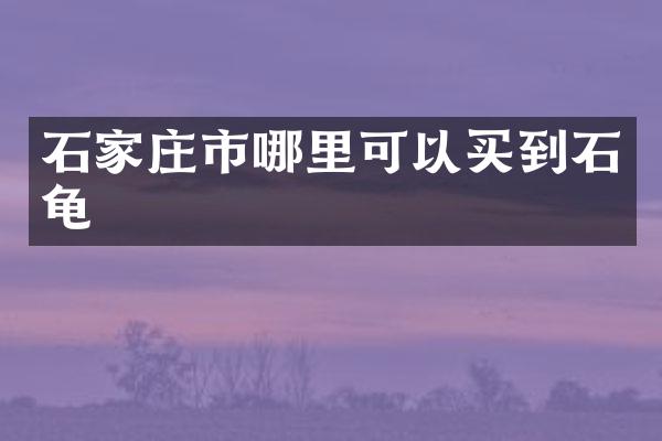 石家庄市哪里可以买到石龟