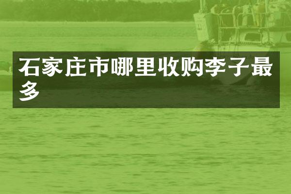 石家庄市哪里收购李子最多